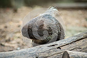 Porcupine