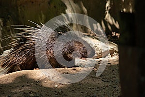 Porcupine