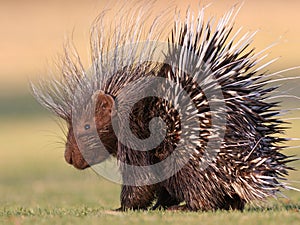 Porcupine