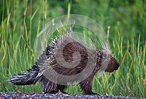 Porcupine photo