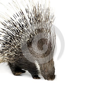 Porcupine