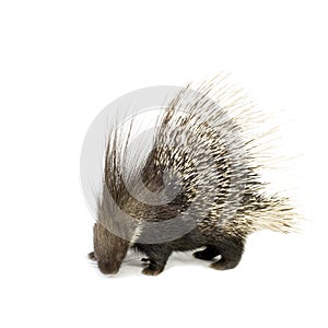 Porcupine