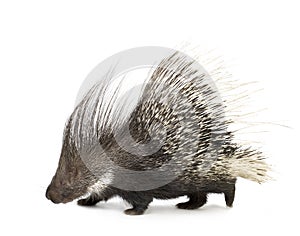 Porcupine