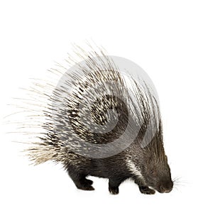 Porcupine photo