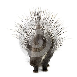 Porcupine photo