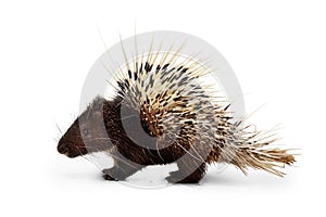 Porcupine