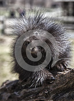 Porcupine