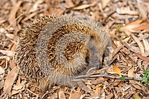 Porcupine