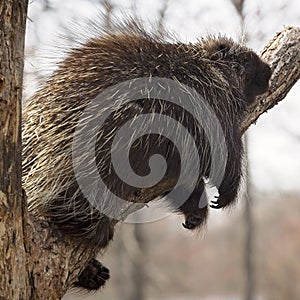 Porcupine