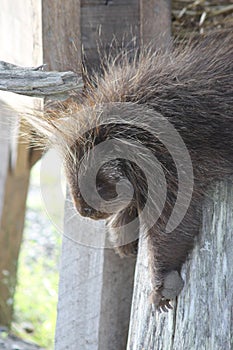 Porcupine in the Alaska Wildlife Conservation Center