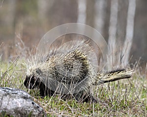 Porcupine Animal Photo Stock. Walking in grassland with a blur background, displaying  body, head, coat of sharp spines, quills,