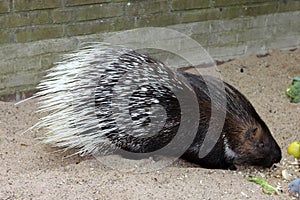 Porcupine. Animals. Knowledge of nature. Artis, Netherlands.
