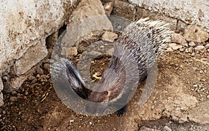 Porcupine and baby porcupine