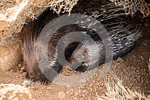 Porcupine and baby porcupine