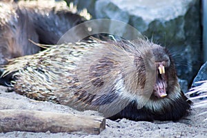 Porcupine bedtime bawling mouth