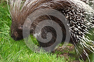 Porcupine browsing