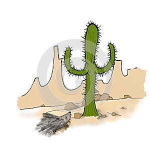 Porcupine and cactus in the desert
