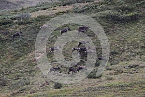 Porcupine caribou Rangifer tarandus granti