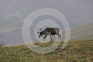 Porcupine caribou Rangifer tarandus granti