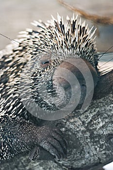 Porcupine Close up photo