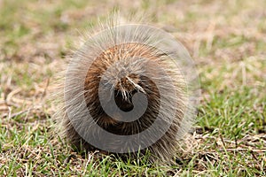 A Porcupine closes its eyes and tucks its arm into its belly curling himself into a ball of quills