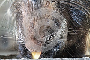 Porcupine eating fruit at Animal Kingdom