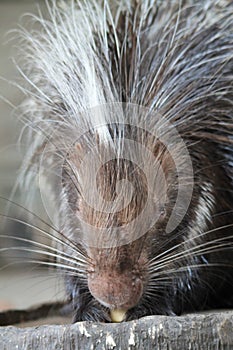 Porcupine eating fruit at Animal Kingdom