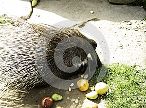 Porcupine eating fruit photo