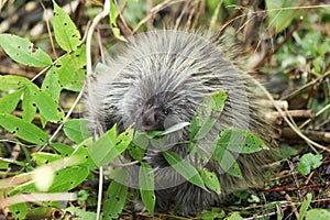 Porcupine eating leaves