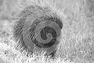 A Porcupine eating in the meadow in the summer in Ottawa, Canada