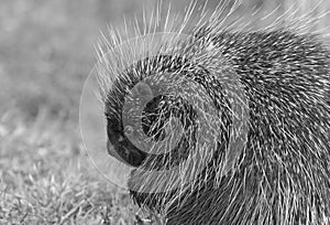 A Porcupine eating in the meadow in the summer in Ottawa, Canada