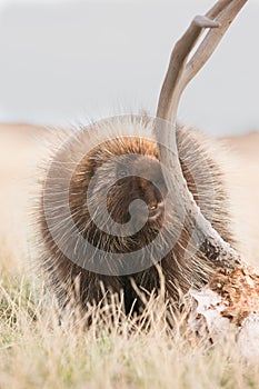 Porcupine eating old antlers