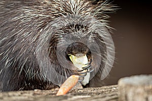 Porcupine eating in a parc