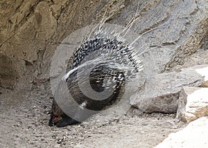 A porcupine eating some fruit