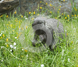 Porcupine eating in tall grass