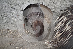 Porcupine are eating in a zoo cage, hedgehogs are rodents (Rodentia). photo