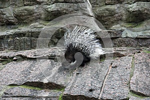 porcupine in an enclosure at zoo