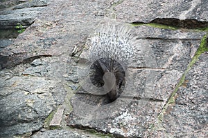 porcupine in an enclosure at zoo