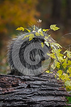 Porcupine Erethizon dorsatum Branch Overhead Munching Autumn