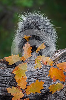 Porcupine Erethizon dorsatum Leaf in Mouth Chewing Autumn