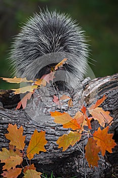 Porcupine Erethizon dorsatum Sits on Log Munching Leaves Autumn