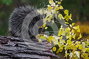 Porcupine Erethizon dorsatum Sits in Profile Eating Leaves Autumn