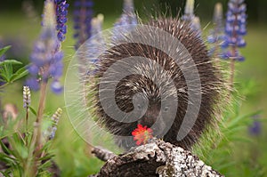 Porcupine Erethizon dorsatum Sniffs at Flower
