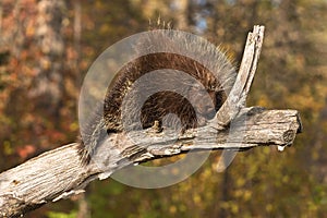 Porcupine (Erethizon dorsatum) Snoozes on Branch