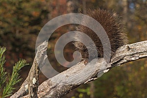 Porcupine (Erethizon dorsatum) Turns on Branch