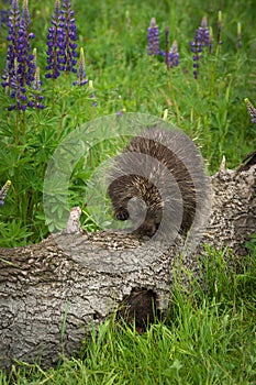 Porcupine Erethizon dorsatum Waddles Along Log