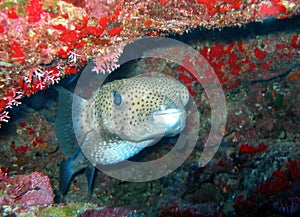 Porcupine Fish