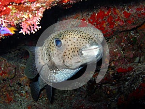 Porcupine Fish photo