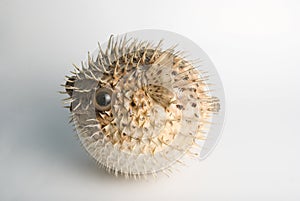 Porcupine fish