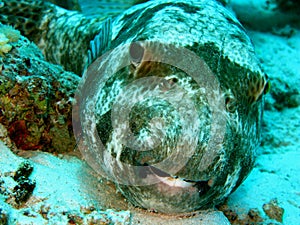 Porcupine Fish